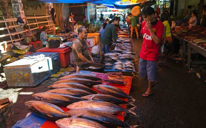 Fish - skipjack in the foreground - for sale in Tomohon market, Sulawesi