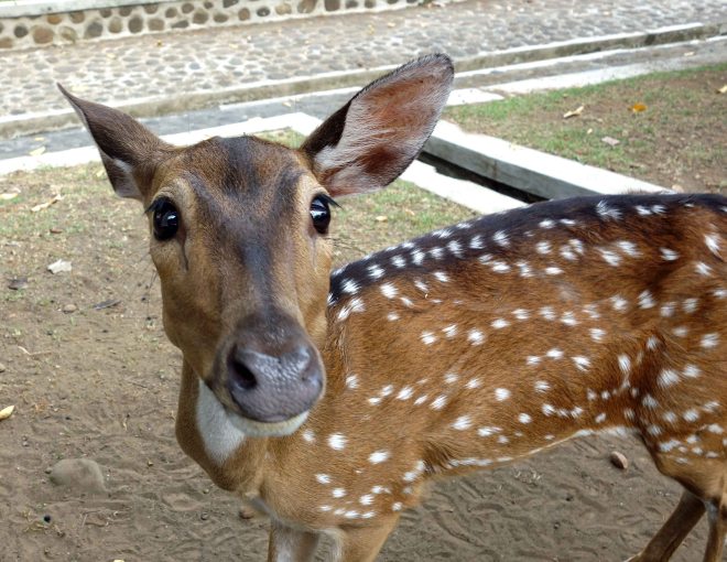 Chital deer (Axis axis) Bogor Palace gardens 