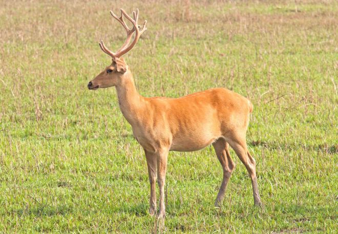 Eastern Swamp deer (Rucervus duvaucelii ranjitsinhii) male 