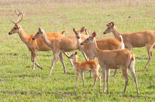 Eastern Swamp deer (Rucervus duvaucelii ranjitsinhii) mixed herd