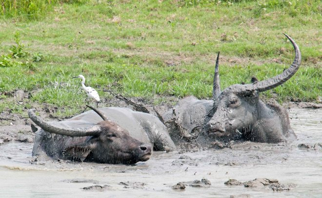 Buffalo mud bath