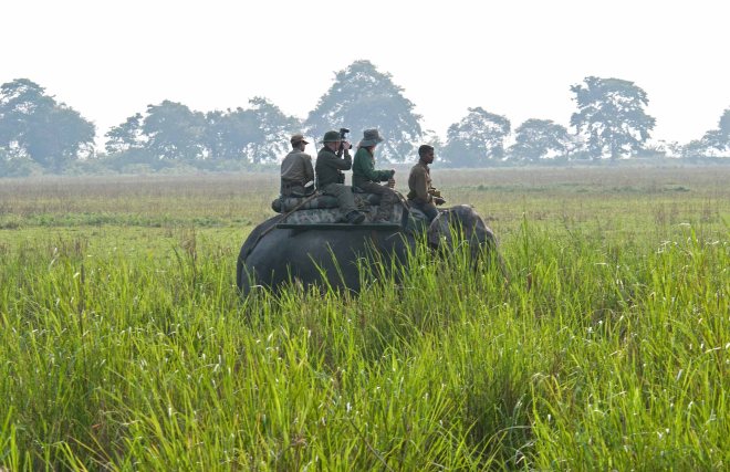Elephant ride through long grass in early morning