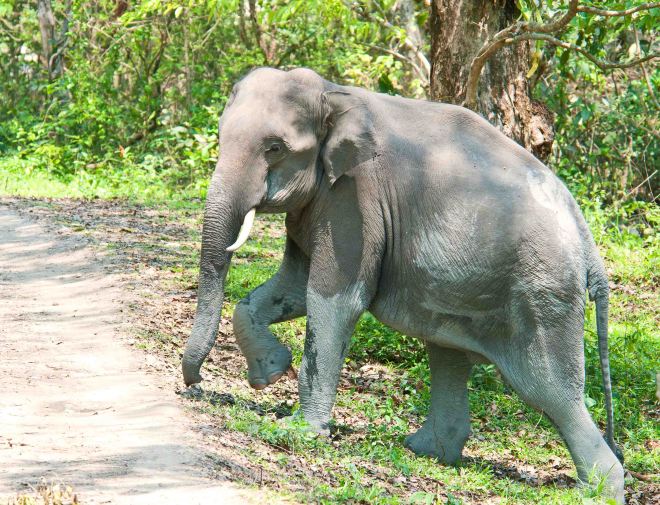 Indian elephant (Elephas maximus indicus) crossing road in Kaziranga NP