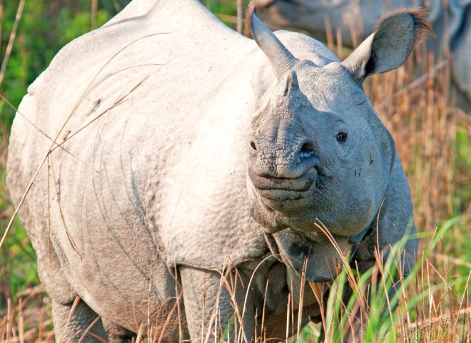Indian rhinoceros (Rhinoceros unicornis) 