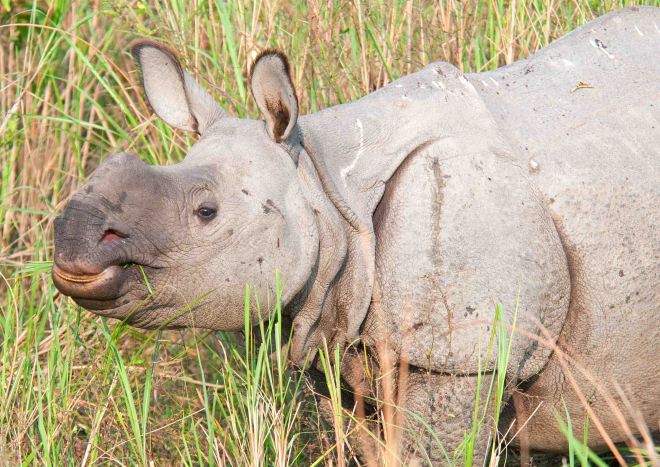 Indian rhinoceros (Rhinoceros unicornis) juvenile