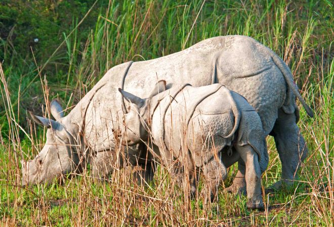 Indian rhinoceros (Rhinoceros unicornis) mother and calf 