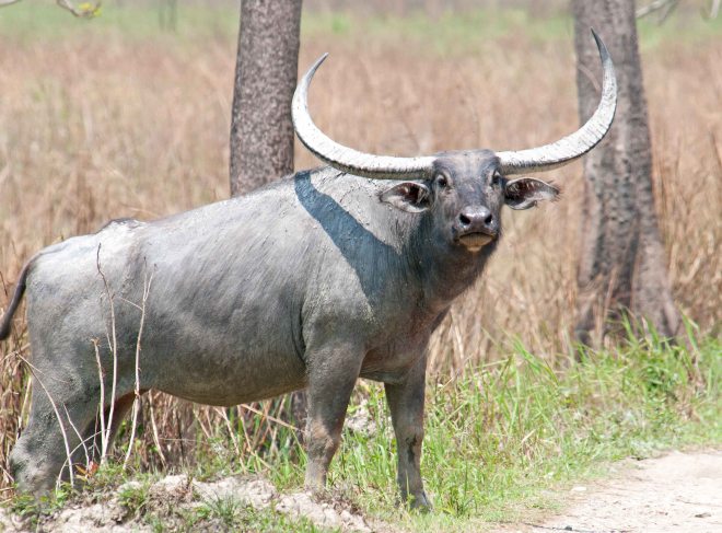 Wild water buffalo (Bubalus arnee) male crossing road
