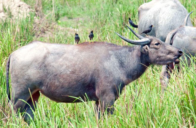 Wild water buffalo (Bubalus arnee) with Jungle Mynas