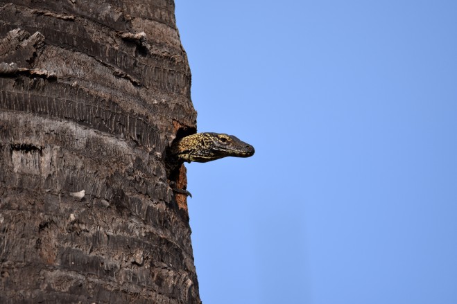 Baby Komodo dragon in a palm tree.