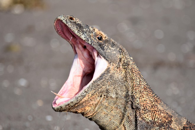 136 Komodo dragon (Varanus komodoensis) on beach with mouth open