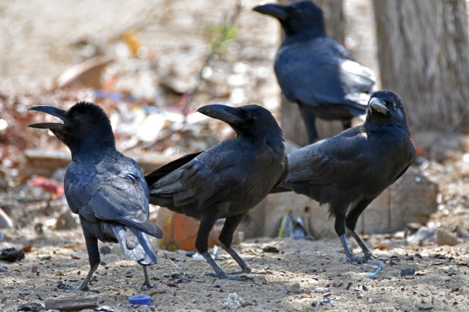 Jungle or Large-billed crow (Corvus macrorhynchos)