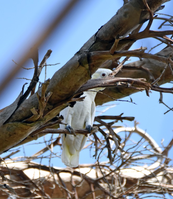 The yellow-crested cockatoo (Cacatua sulphurea) on Komodo