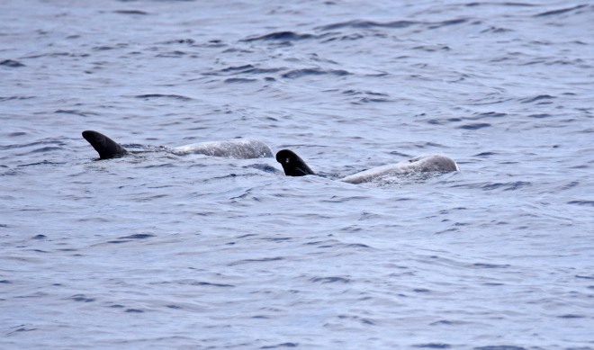 Risso's dolphin (Grampus griseus) showing their highly scarred bodies - caused by fighting?