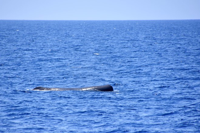Sperm whale (Physeter macrocephalus) on the surface