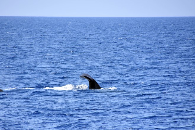 Sperm whale (sperm whale (Physeter macrocephalus) diving