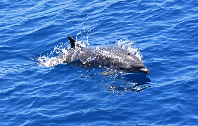 Fraser's dolphin (Lagenodelphis hosei)