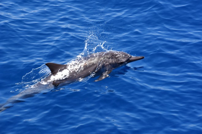 Spinner dolphin (Stenella longirostris