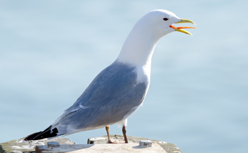 Katie the kittiwake – a story for children (of all ages!)